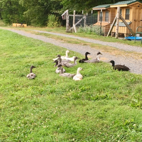 August 19. Just six weeks old and the ducklings are as big as their parents!