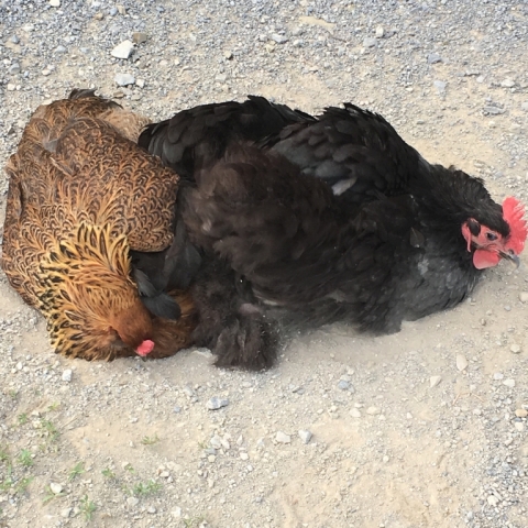 Clio and Zora share a dust bath June 11.