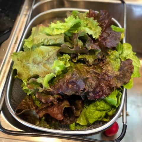 Red and green leaf lettuce June 6.