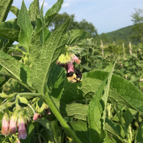 Bumblebee on Comfrey June 4.