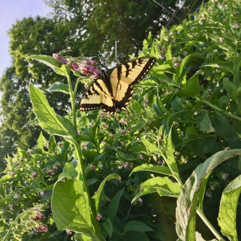Male Tiger Swallowtail on Comfrey June 4.
