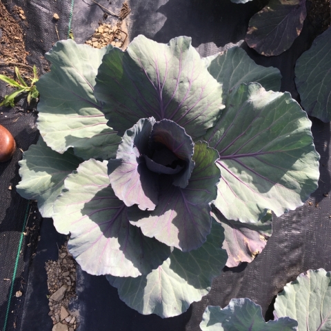 Red cabbage.  