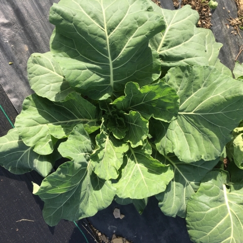 Collards.