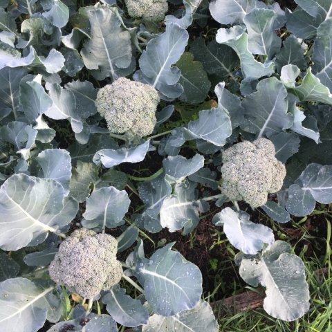 Broccoli.