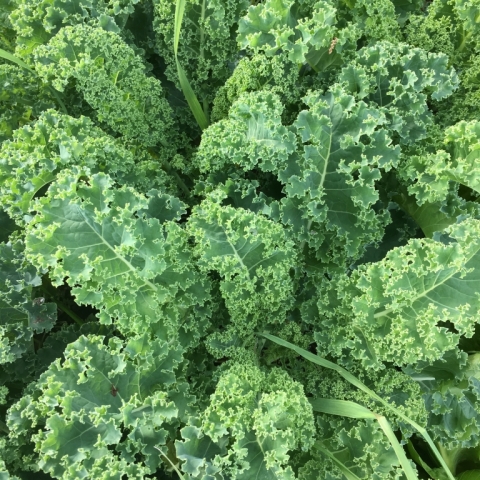Kale.