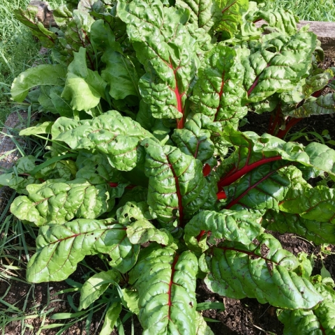 July 9 Swiss Chard.
