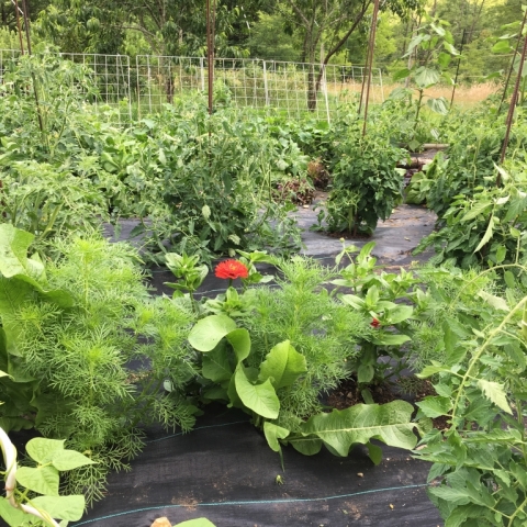 Tomato plants are looking good!