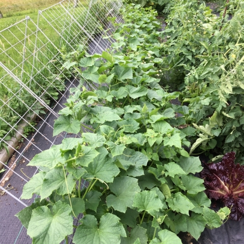 Cucumbers.