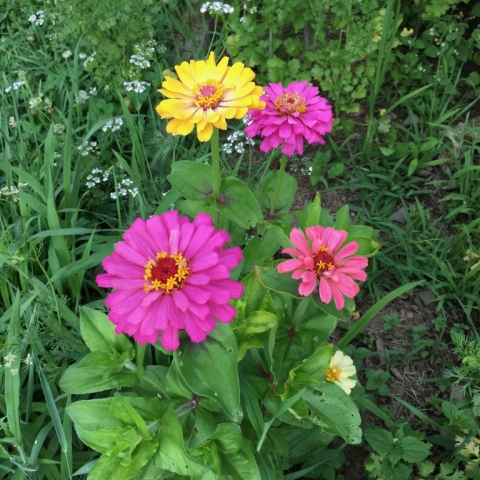 Zinnias.