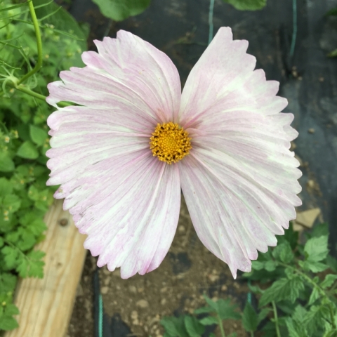 Cosmos.