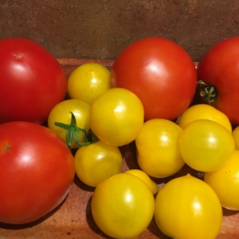 Greenhouse tomatoes.