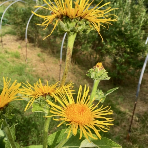 Elecampane.