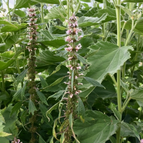 Motherwort.