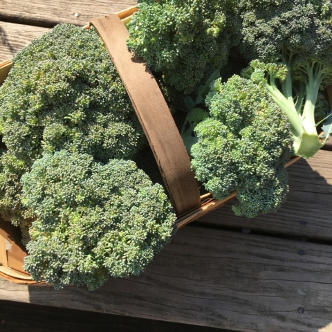 July 7 Broccoli.
