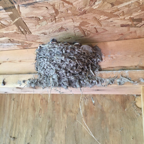 Baby Barn Swallows.