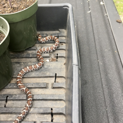Hognose Snake surprise!