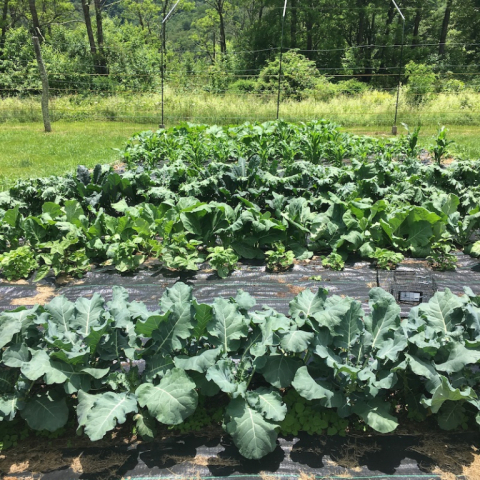 July 2. Lower garden.