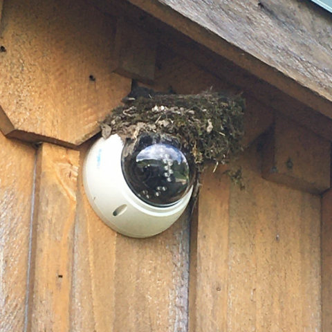 Eastern Phoebe nest.