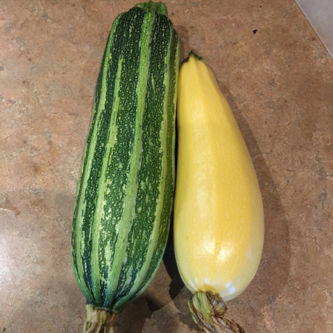 July 4. First squash!