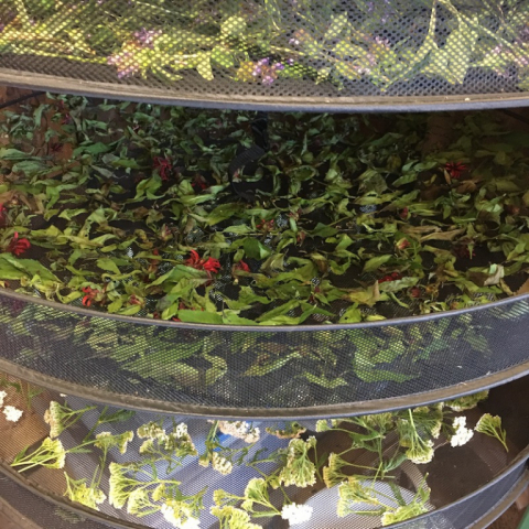 July 15. Herbs drying.