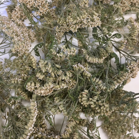 Dried Yarrow.