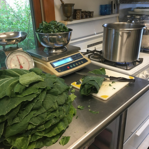 July 16. Cooking Collard Greens.