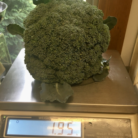 July 24. Nice Broccoli!
