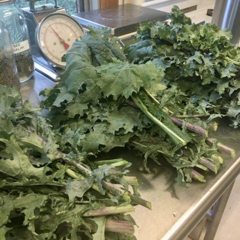 Kale.