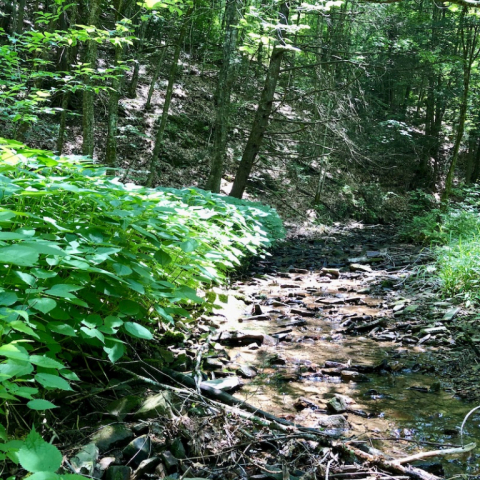 July 3. Nettles in Hidden Valley.