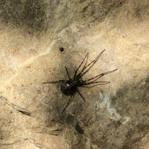 Cave Orb spider in the spring box.