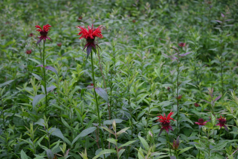 Scarlet Bee Balm in Hidden Valley.