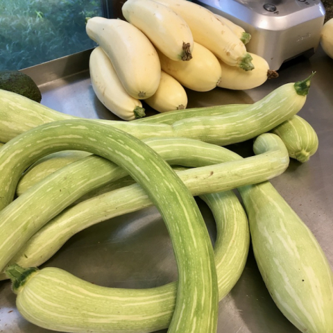 July 21. Tromboncino & Cube of Butter squash.
