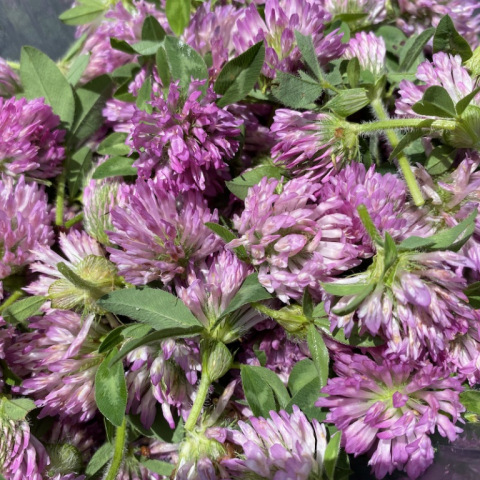 Red Clover.