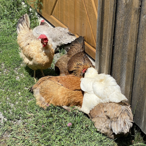 The hens enjoy sunning together.