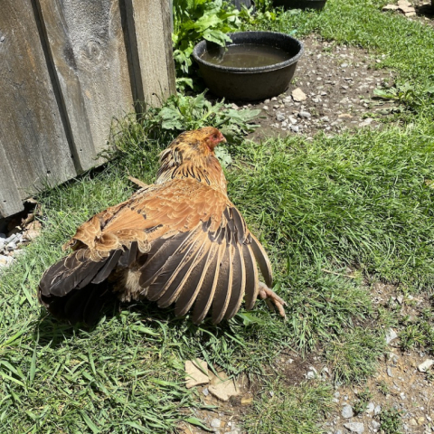 Clio, and Easter Egger.