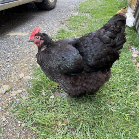 Zora, a Blue Orpington.