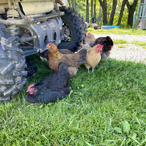 My gorgeous gals grabbing some shade.