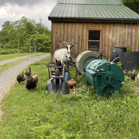 Every critter on the farm wants to hang out with Dora.