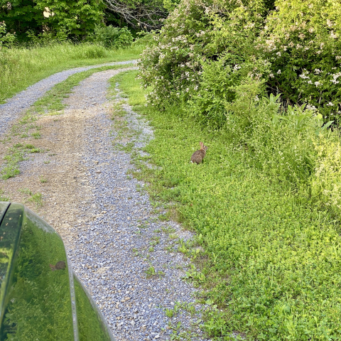 Rabbits along the drive.