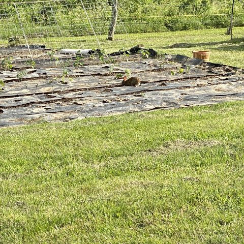 Rabbits in the garden. Oh my!