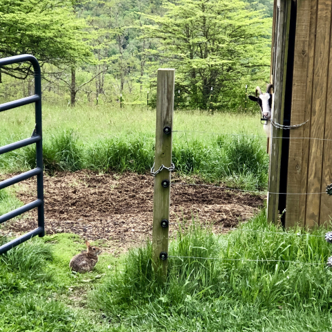 Even wild bunnies!