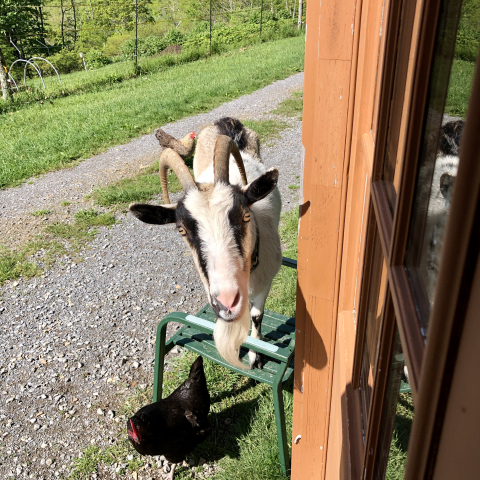 Sweet feed? Please!