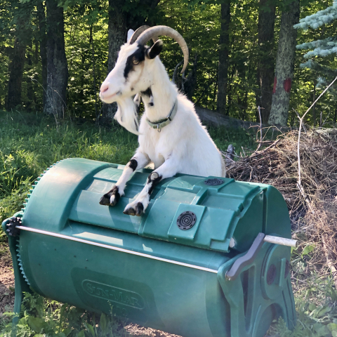 Circus goat!