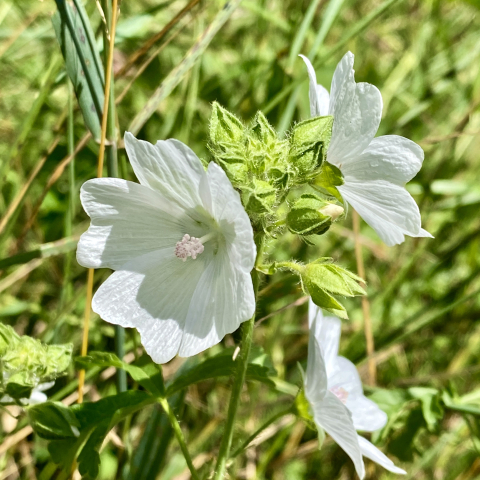 Musk mallow.