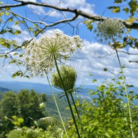Queen Anne's Lace.