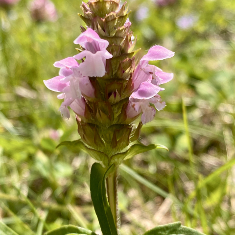 Heal All with an unusual pink blish.