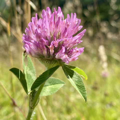 Red Clover.