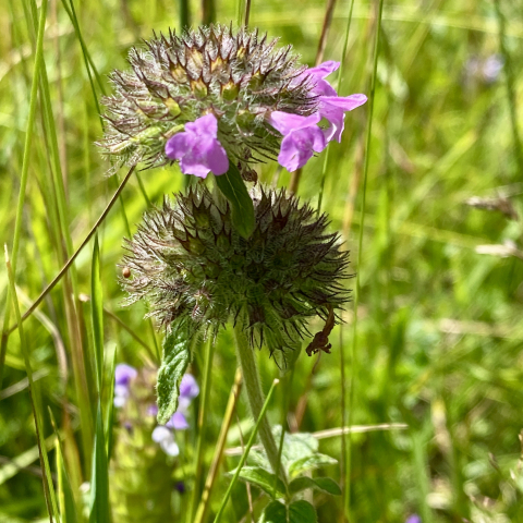 Wild Basil.