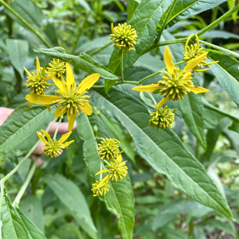 August 11. Wingstem.