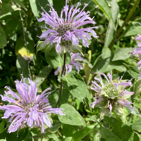 Wild Bergamot.